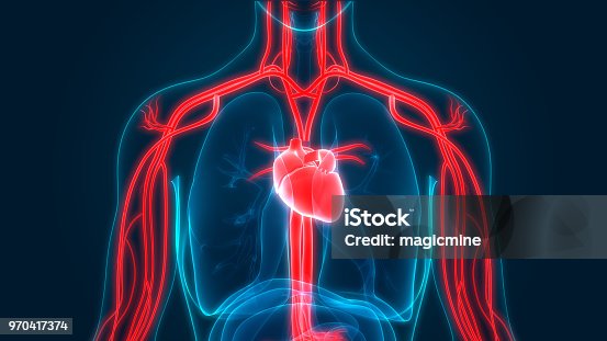 22,100+ Back Anatomy Stock Photos, Pictures & Royalty-Free Images