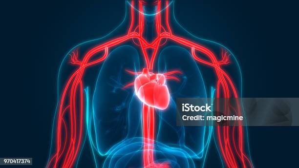 Human Circulatory System Anatomy Stock Photo - Download Image Now - Heart - Internal Organ, Blood Flow, The Human Body