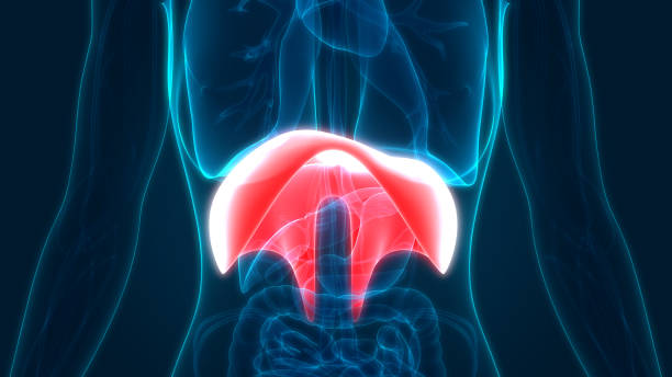 Human Body Organs Diaphragm Anatomy