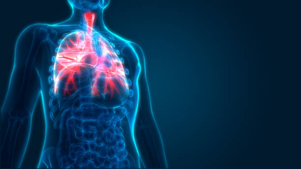 istock Human Respiratory System Lungs Anatomy 970417416