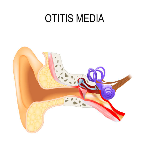 이 염 미디어입니다. 인간의 해부학입니다. - eustachian tube stock illustrations