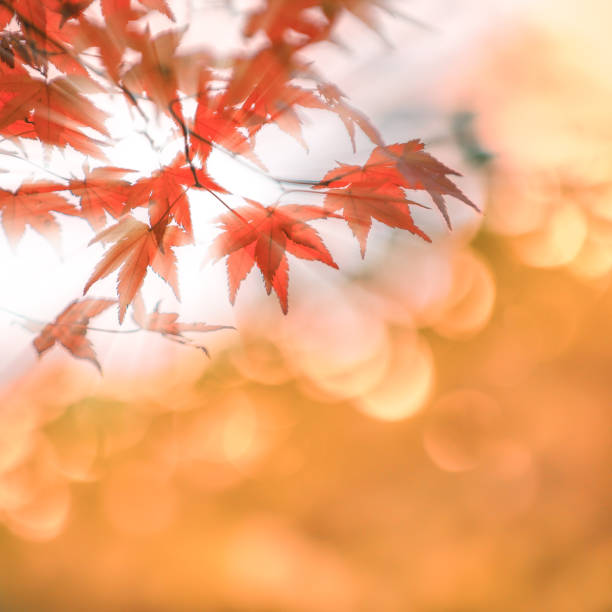 istock autumn leaves with sun rays, very shallow focus 970417816