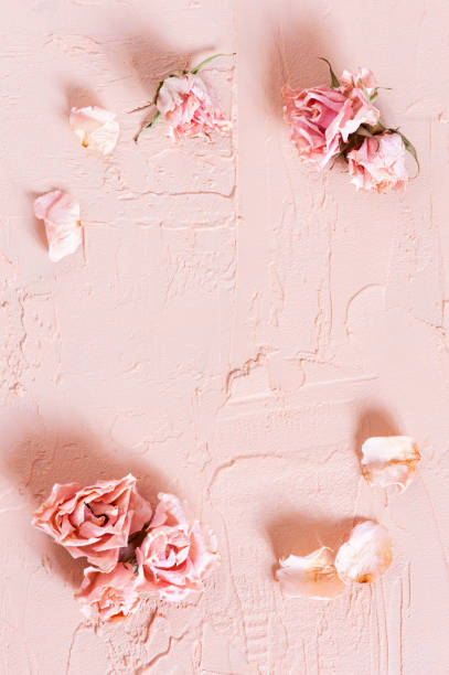 istock Tender textured pink background with dried roses 970421460