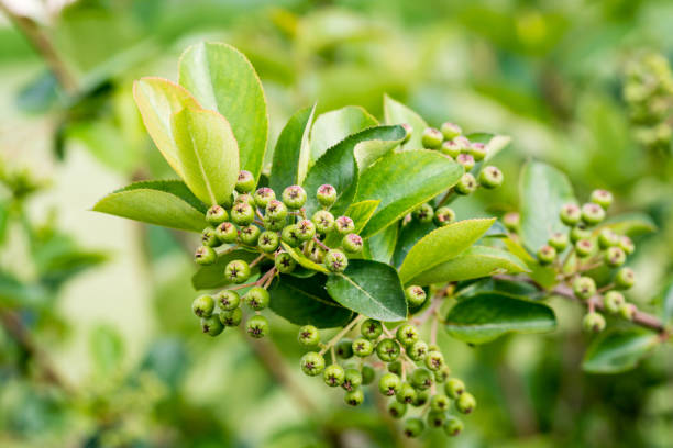 Aronia melanocarpa (black chokeberry) green berries on the tree bush