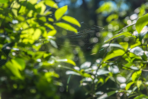 Lonely spider resting on his web.
