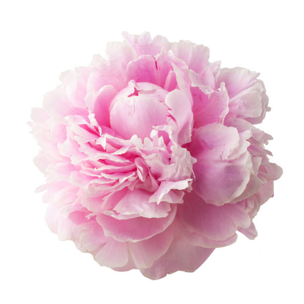 istock Pink peony isolated on white background 970422248