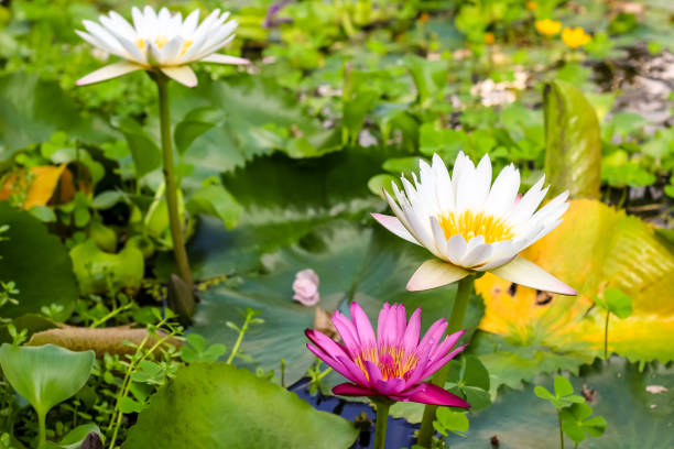 istock lotus blossoms or water lily 970423336