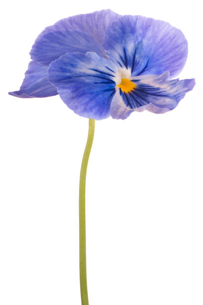 istock pansy flower isolated on white 970424500