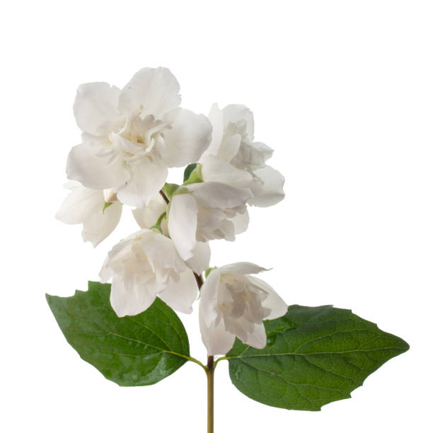 istock branch of jasmine flowers isolated on white background 970424536