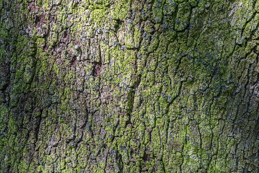 Lichen textured background of the surface of a tree trunk.
