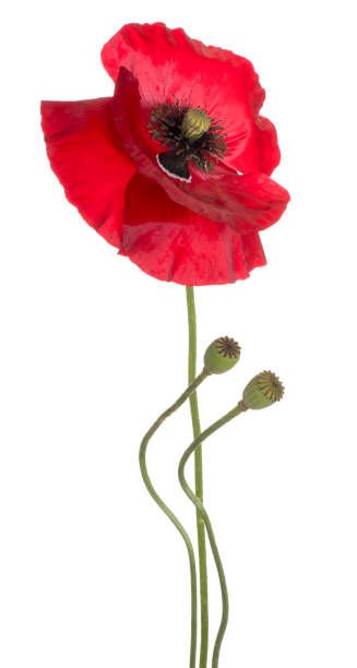 istock poppy flower isolated on white 970425096