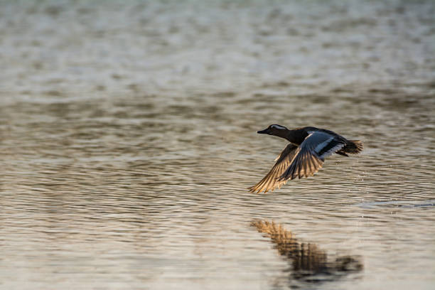 istock Garganey (Spatula querquedula) flying duck above water, close distance 970425160
