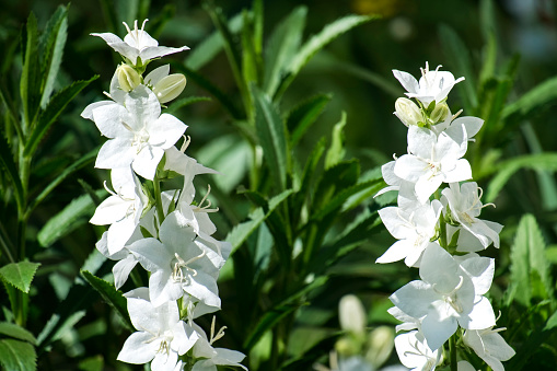 White-flowered bells Alba (Campanula)