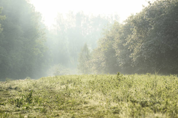 istock Serene spring morning landscape. Forest glade under sunbeams 970428546