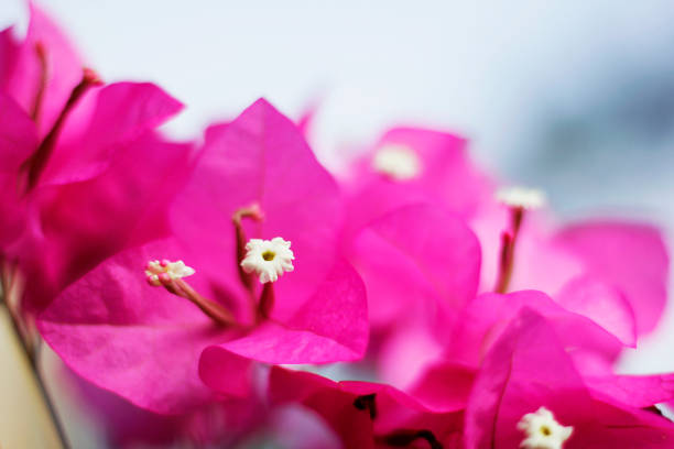 istock Bougainvillea in the park 970429582