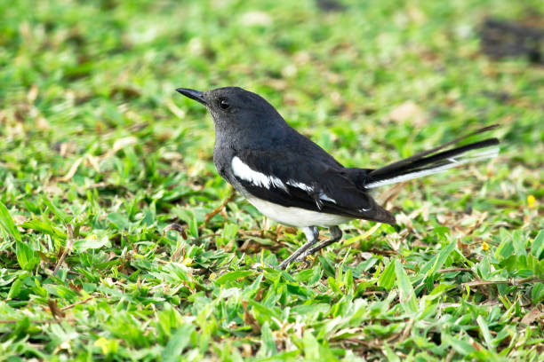 istock Copsychus saularis on the lawn. 970429760