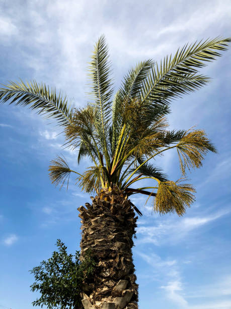 istock Palm trees against blue sky, Palm trees on tropical coast coconut tree, summer tree. 970431896