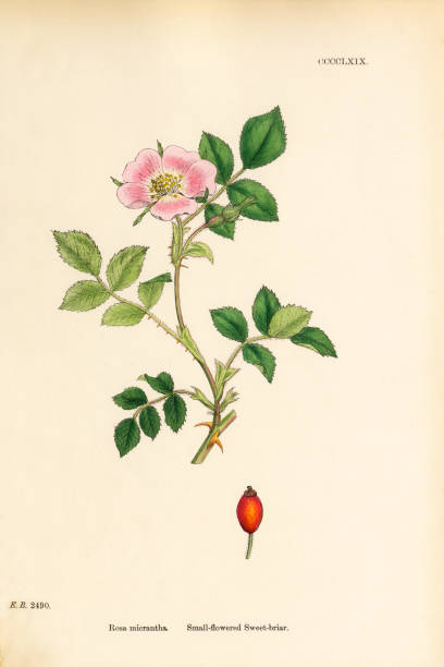 kleinen blühenden sweetbriar, rosa micrantha, viktorianischen botanische illustration, 1863 - hagebutte stock-grafiken, -clipart, -cartoons und -symbole