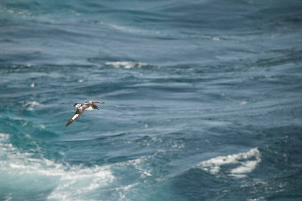 istock Seagulls flying over ocean in sky 970441324