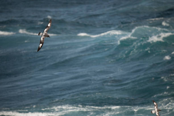 istock Seagulls flying over ocean in sky 970441350