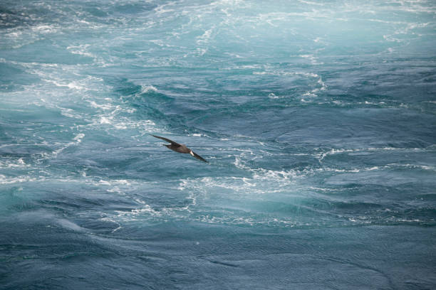 istock Seagulls flying over ocean in sky 970441392