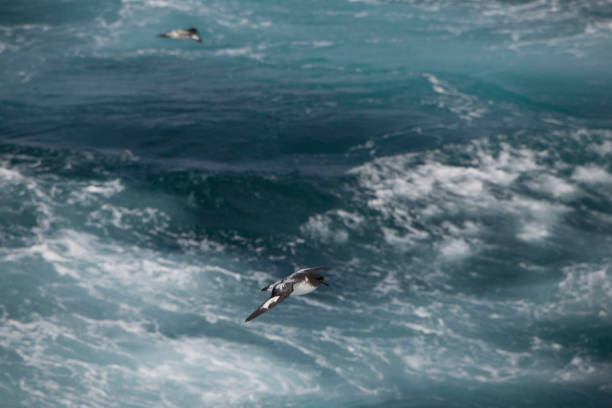 istock Seagulls flying over ocean in sky 970441408