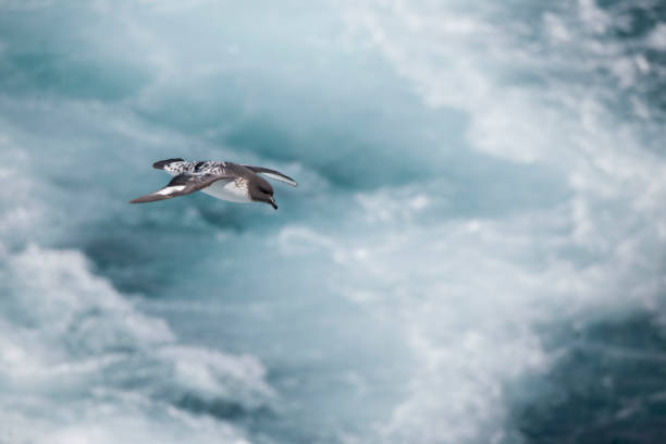 Seagulls flying in the sky over the blue ocean in a blue clear sky