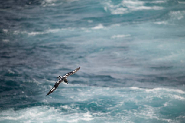 istock Seagulls flying over ocean in sky 970441462