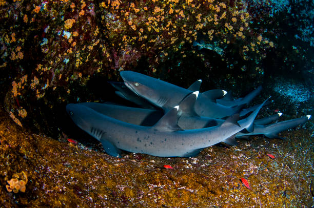 filhotes de tubarão em ninho - whitetip reef shark stock-fotos und bilder