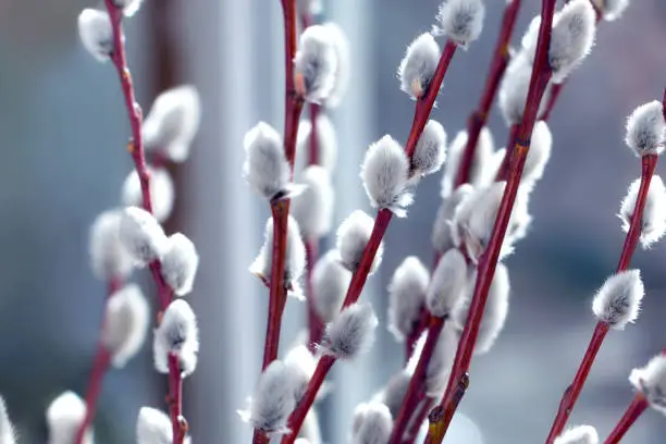 Photo of willow branches for Easter