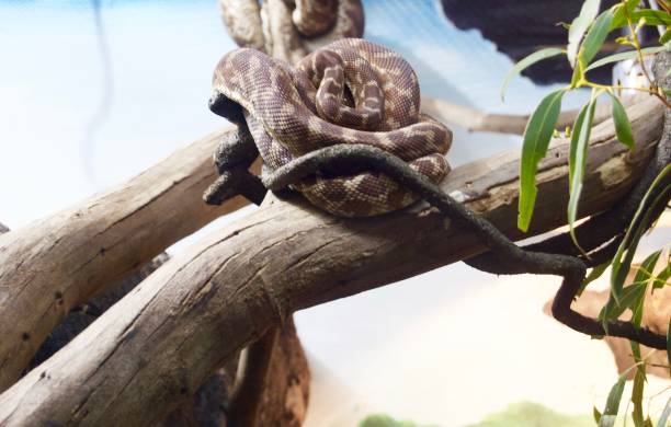 istock Coiled brown python snake on the limb of a tree in Victoria, Australia 970453254