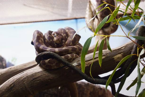istock Coiled brown python snake on the limb of a tree in Victoria, Australia 970453276