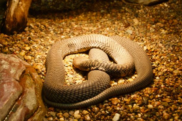 istock Dangerous fascinating python snake in Victoria, Australia close to Melbourne 970455374