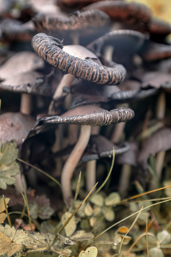 Wild mushrooms. Coprinopsis atramentaria, commomly know as Ink Cap or Inky Cap mushrooms.