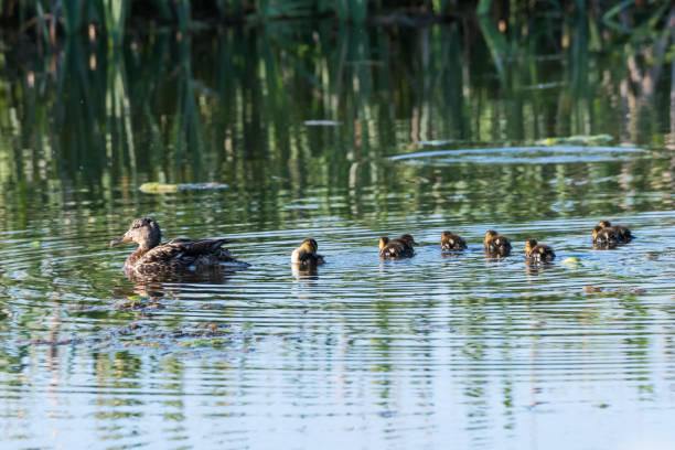 istock Female Mallard with chicks 970470980