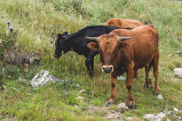 istock free cows in the field 970473672