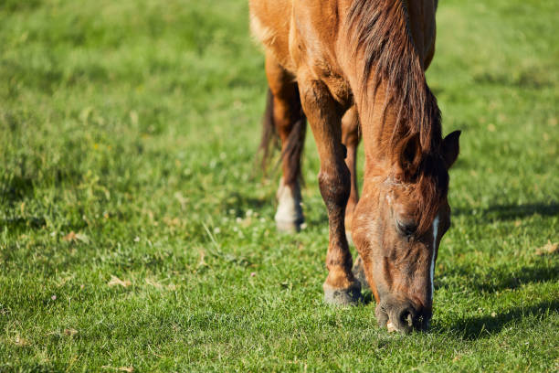 istock Horse eat graas on the field 970478532