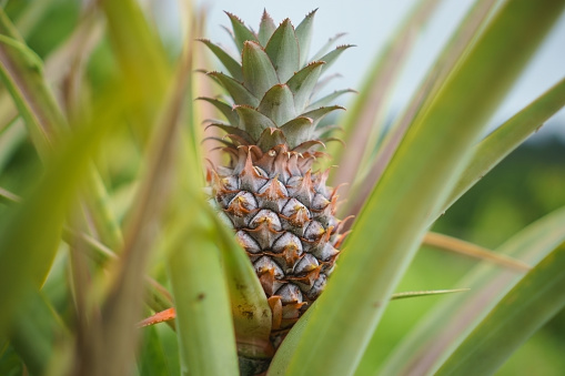 Pineapple surrounded by leaves in nature.