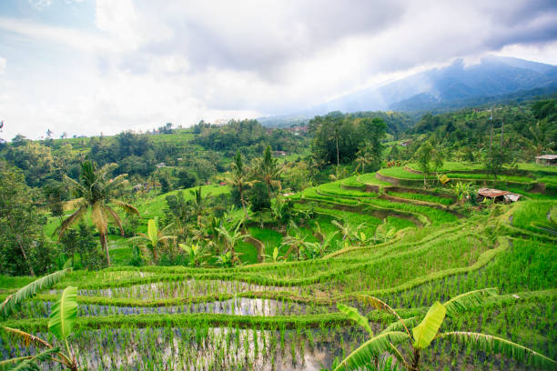 istock Beautiful landscape view of rice terraces 970478728