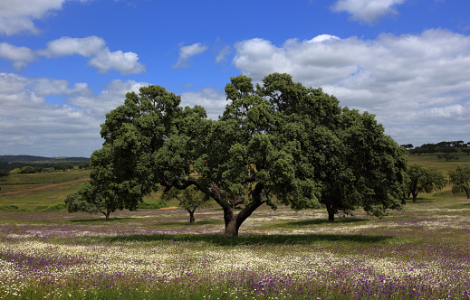 Solitary Cork Oak - Quercus suber in a field of purple and white wild flowers near Evora in the Alentejo Region, Portugal.