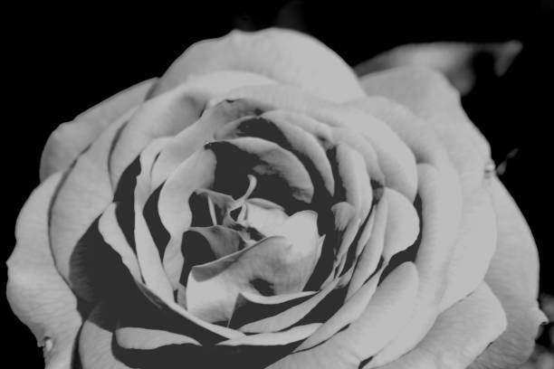 istock Rose flower in black and white 970478902