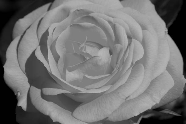 istock Rose flower in black and white 970481338