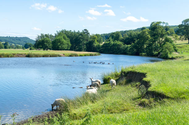 Sheep, swimming ducks and people by a scenic river and rural landscape in summer View of River Derwent at Chatsworth Park in Bakewell. Area is within scenic Peak District National Park in the Derbyshire Dales, England. bakewell photos stock pictures, royalty-free photos & images