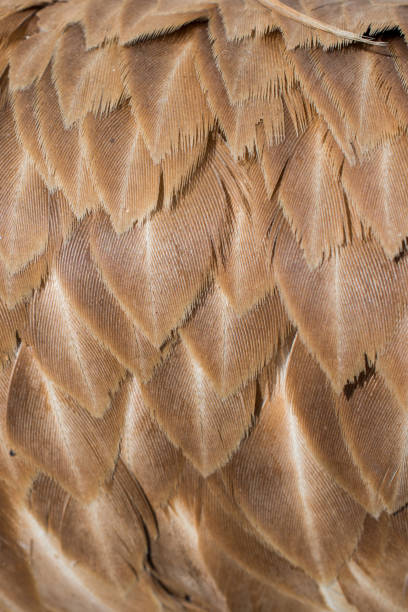 istock Beautiful bird feathers for decorative aims 970489266