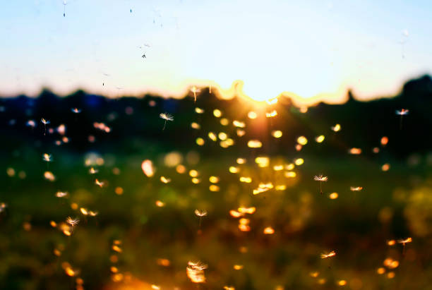istock natural light with many small white light and airy dandelion seeds fly and soar over the summer meadow at sunset 970492298