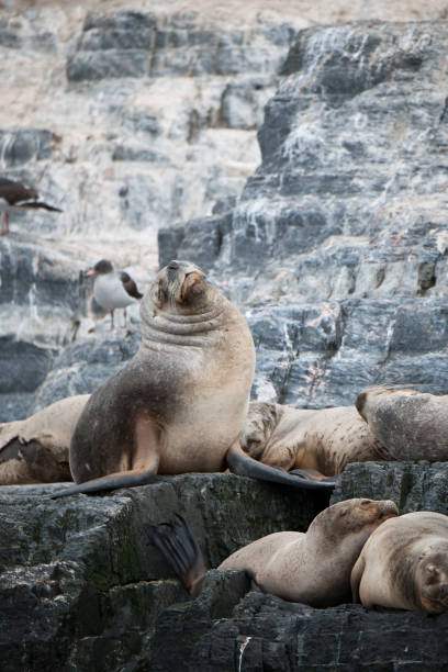 istock Pack of wild seals in habitat 970492594