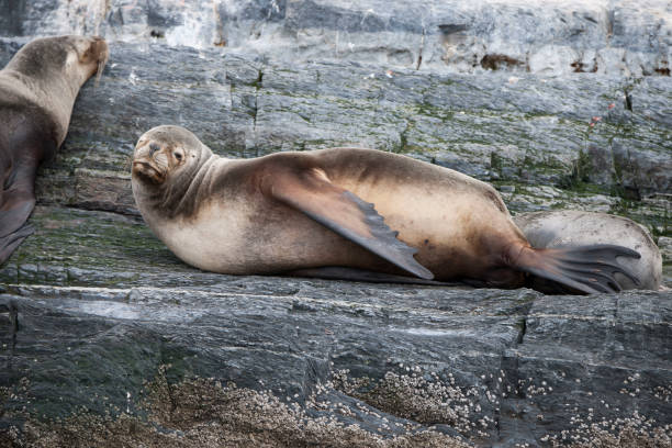 istock Pack of wild seals in habitat 970492598