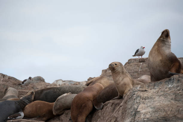 istock Pack of wild seals in habitat 970492624