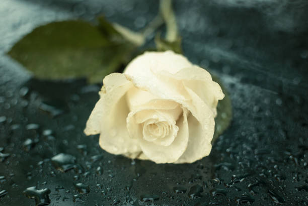 istock Beautiful Symbolic White Dewy Rose. 970495260