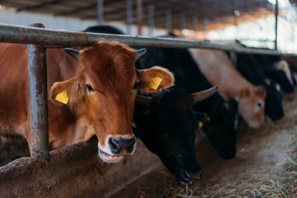 istock Curiuos cow looking at camera on dusty ranch 970495296